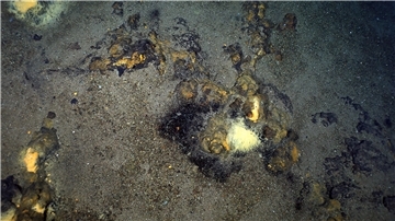 Ozeanboden mit Verfärbungen in Gelbtönen.