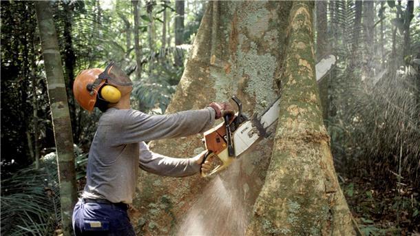Abholzung des Amazonaswaldes in Brasilien nimmt im März zu Die Abholzung von Bäumen Regenwald des Amazonas war auch in den Savannen in den ersten drei Monaten dieses Jahres hoch.