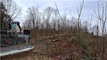 Abholzungsarbeiten in einem Waldstück.