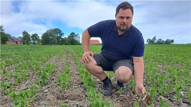 Landwirt Jannik Böger auf seinem Feld mit Ackerbohnen. Die Pflanzen sind nur halb so hoch, wie sie eigentlich sein müssten. Durch den fehlenden Regen ist das Wachstum stark verlangsamt.