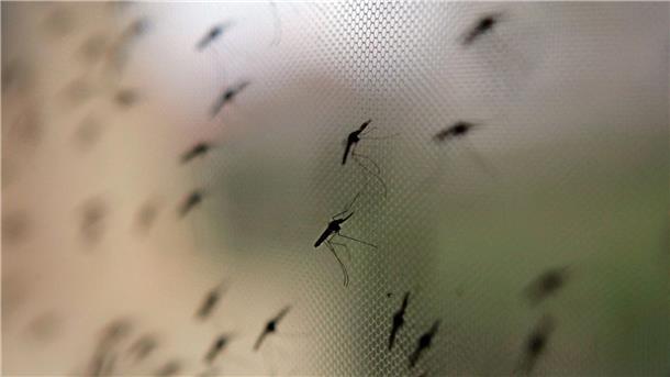 Die Anopheles-Mücke umfasst weltweit sehr viele verschiedene Arten.