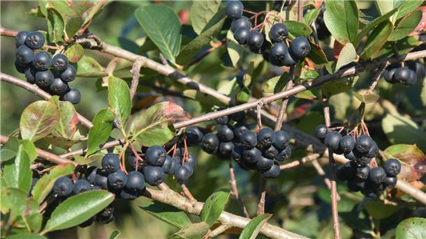 Reife Aroniabeeren hängen am Zweig. 