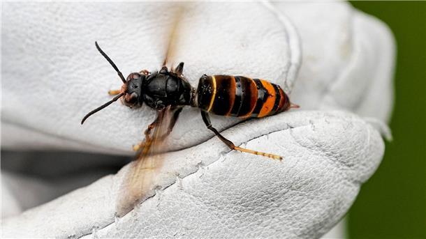 Neue Bienen- und Wespenarten im Norden Die Asiatische Hornisse zählt zu den Insektenarten, die in den vergangenen Jahren erstmals in Bremen gefunden wurden. (Archivbild)