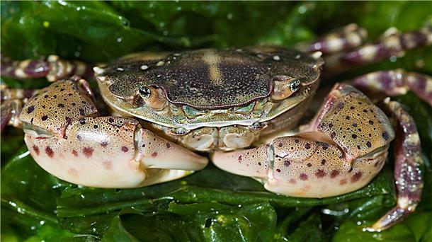 Die Asiatische Strandkrabbe – hier die Abbildung eines geschlechtsreifen Tieres – könnte auch die Strandkrabbe Carcinus maenas an den heimischen Nordseeküsten verdrängen.