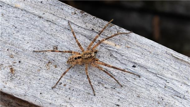 Nabu: Nosferatu-Spinne fast in ganz Deutschland verbreitet Die aus dem Mittelmeergebiet stammende Nosferatu-Spinne hat sich inzwischen fast deutschlandweit ausgebreitet.