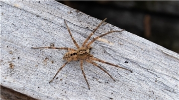 Die aus dem Mittelmeergebiet stammende Nosferatu-Spinne hat sich inzwischen fast deutschlandweit ausgebreitet.