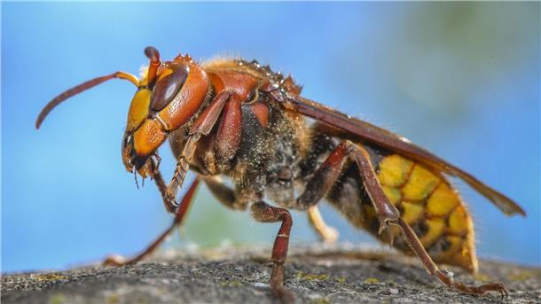 Wird es ein gutes Hornissen-Jahr? „Die ausgewachsenen Hornissen sind Vegetarier. Sie ernähren sich von Nektar und Pflanzensäften“: Eine Hornisse (Vespa crabro).