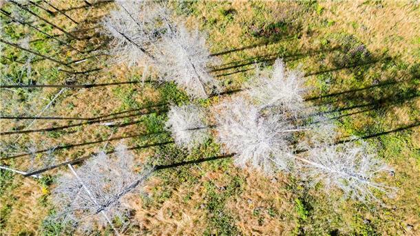Der deutsche Wald verschwindet Die Bäume in Deutschland leiden unter den Folgen der Klimakrise.