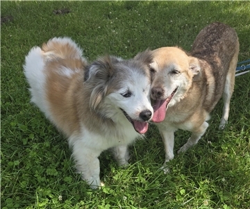 Die beiden älteren Hunde Betty und Alegro haben eine enge Verbindung, sie suchen daher gemeinsam ein neues Zuhause.