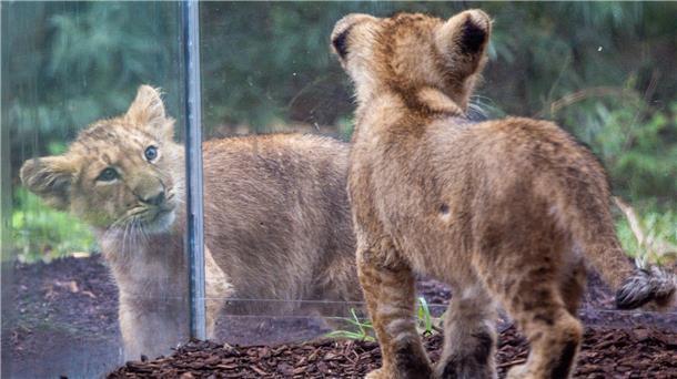 Löwenbabys in Schwerin heißen Kirana und Ravi Die beiden kleinen Löwenkinder im Schweriner Zoo erkunden das Gehege.
