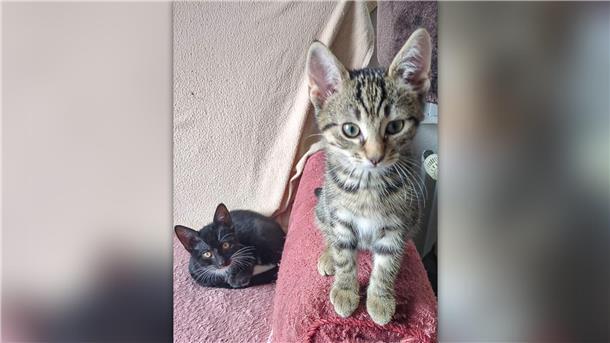 Die beiden Miezen Smilla und Marley sind unzertrennlich und sollen daher nur zusammen in ein neues Zuhause einziehen.