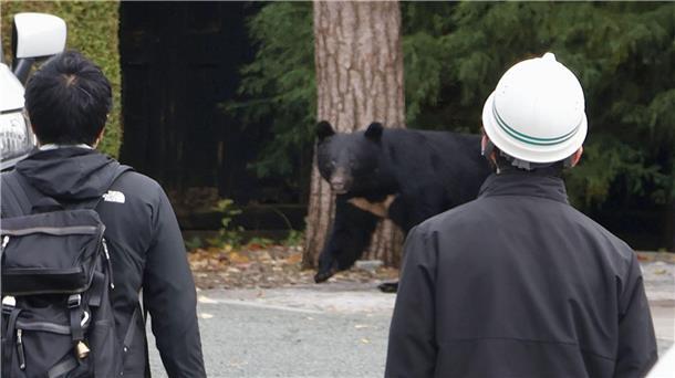 Die Berichte über Bärenangriffe schrecken inzwischen auch einige Touristen ab. (Archivbild) 