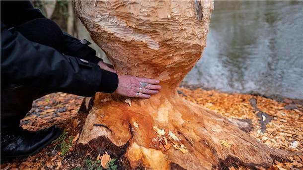 Die Biber sind zurück - sie seien eine Bereicherung, ihre Bauten könnten aber auch zu Problemen führen, sagt Niedersachsens Umweltminister Christian Meier. (Symbolbild)