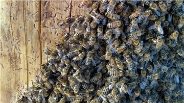 Die Bienen tummeln sich auf dem Bienenbaum im Garten von Michael Gerdes in Spaden.