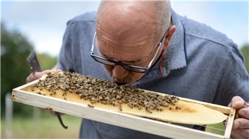 Die Bienen von Imkermeister Detlev Biel sind so zahm, dass er sie sogar liebkosen kann.