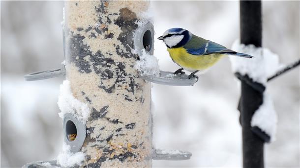 Die Blaumeise lässt sich am Futterspender ihre Mahlzeit schmecken. Das ist nicht nur für den Vogel ein Genuss, sondern auch für die Menschen, die ihn dabei beobachten können.