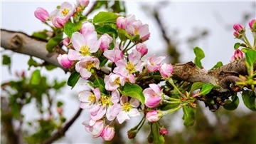 Die Blüte der Äpfel beginnt zu Ostern.