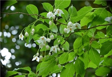 Die Blüten des Schneeglöckchenbaums werden im Frühjahr gerne von Honigbienen angeflogen.
