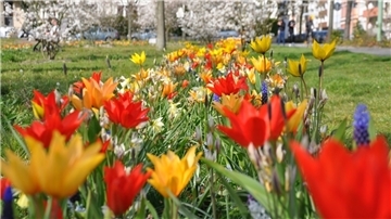 Die Blumenzwiebel-Mischung „Bee Suprise“ ist am Holzhafen schon zu sehen gewesen. Sie wurde nun an zehn Standorten ausgebracht. Foto: Lüsse/Gartenbauamt