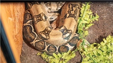 Boa Constrictor "Kaa" im Tierheim Bremerhaven