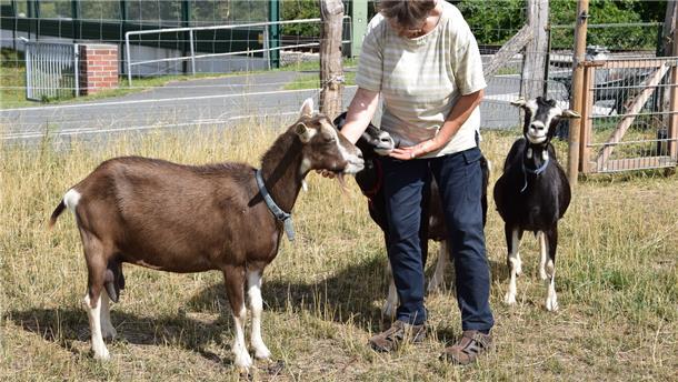 Die braunen und schwarzen Thüringer Waldziegen haben es Katja Barz angetan. Sie hält vier dieser seltenen Tiere.