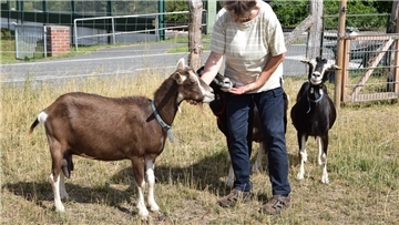 Die braunen und schwarzen Thüringer Waldziegen haben es Katja Barz angetan. Sie hält vier dieser seltenen Tiere.