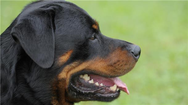 Die Bremer Grünen fordern eine Chip-Pflicht, wie es sie bereits in anderen Bundesländern gibt. Sie ermögliche einen besseren Überblick über den Bestand gehaltener Hunde und eine leichtere Identifizierung entlaufender Tiere.