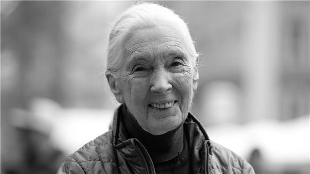Britische Schimpansen-Forscherin Jane Goodall tot Die britische Schimpansen-Forscherin und Umwelt-Aktivistin Jane Goodall ist tot.