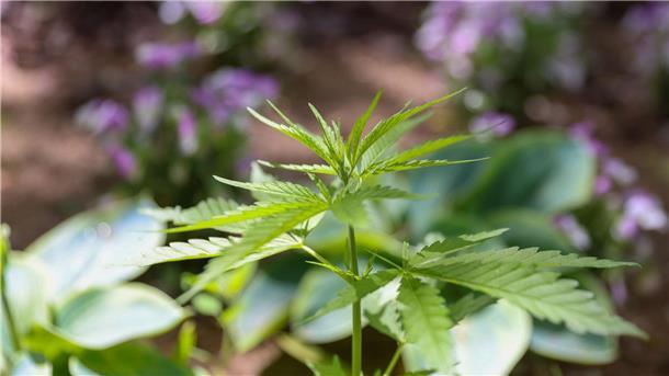 Cannabispflanzen wachsen auf Spielplatz Die Cannabispflanze ist auf Spielplätzen ein ungebetener Gast.