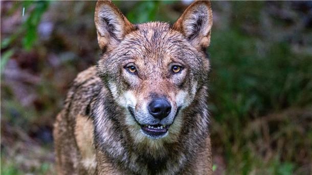 Die Debatte um die Bejagung des Wolfs geht weiter. Tirol will einen regulären Abschuss.