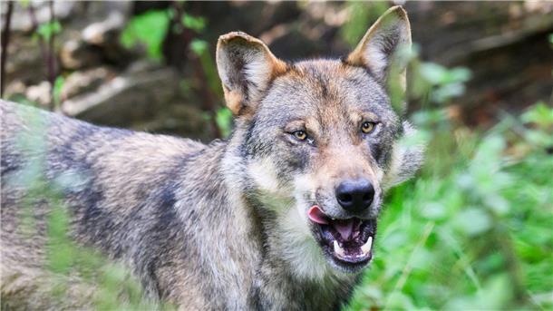 Ausschuss des Europarats prüft Schutzstatus von Wölfen Die Debatte um die Jagd auf Wölfe wird emotional geführt. (Archivbild)