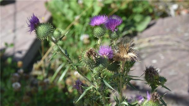 Das Foto zeigt die Blüte einer Acker-Kratzdistel. 