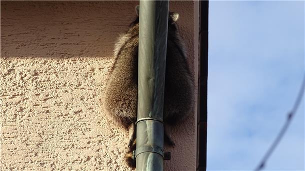 Ein Waschbär ist zwischen einem Dachrinnenrohr und einer Hauswand eingeklemmt