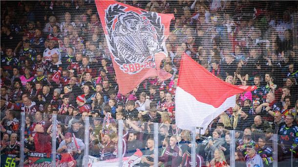 Ausgleich für München: Pinguins verlieren viertes Viertelfinal-Spiel Die Eisarena Bremerhaven war mit 4.647 Zuschauern ausverkauft