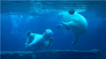 Zwei Eisbären spielen im Zoo am Meer unter Wasser.