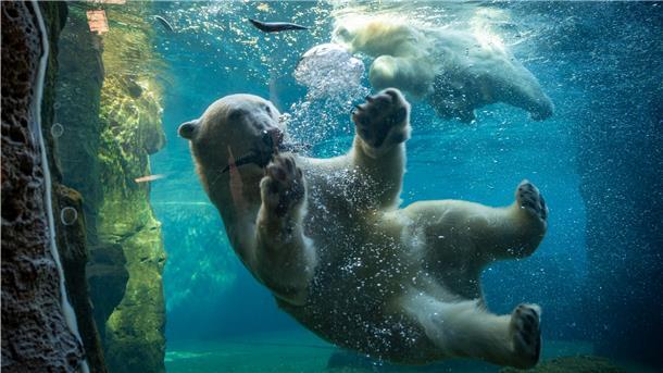 Die Eisbären Anna und Elsa sind auch ohne Lloyd glücklich. Foto Scheschonka