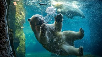 Die Eisbären Anna und Elsa sind auch ohne Lloyd glücklich. Foto Scheschonka