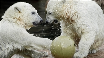 Die Eisbären-Zwillinge Anna und Elsa fühlen sich in Bremerhaven pudelwohl. Doch auch ihr Gehege benötigt viel Energie.