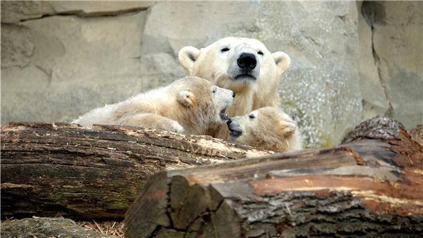 Die Eisbären-Zwillinge Anna und Elsa mit Mutter Valeska: Dieses Jahr schauen ihnen bisher nur die Zoomitarbeiter beim Spielen zu.
