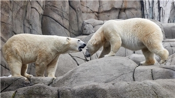 Die Eltern Victoria (r) und Kap im Gehege des Hamburger Tierparks Hagenbeck. (Archiv)