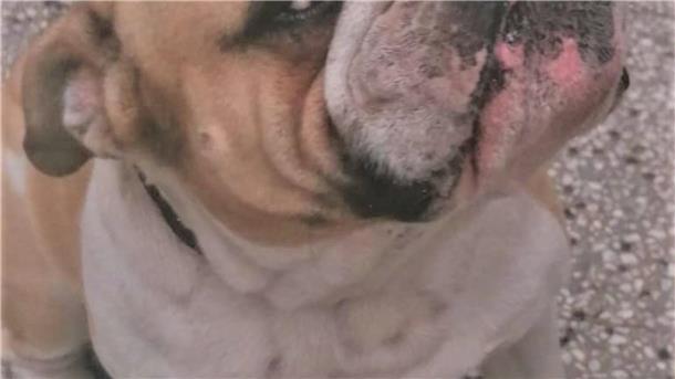 Englische Bulldogge