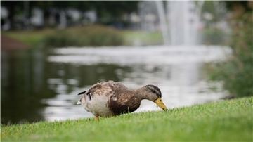 Die Enten am Holzhafen finden auf und neben dem Wasser genügend natürliches Futter und müssen nicht hungern.