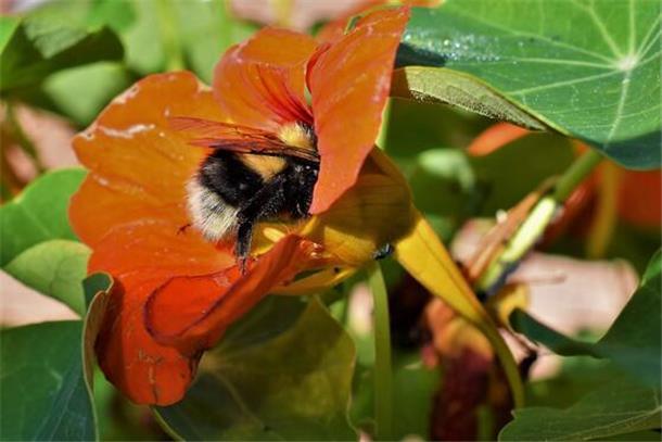 Die Erdhummel taucht ab. Sie gehört zu den häufigsten einheimischen Hummelarten.