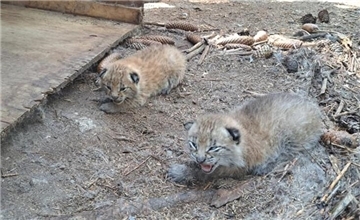 Die ersten Baby-Luchse im Tierpark Cux-Art Beverstedt haben bereits ihre Augen geöffnet.