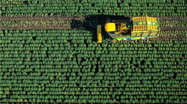Die ersten Landwirte in Niedersachsen haben mit der Grünkohlernte begonnen.