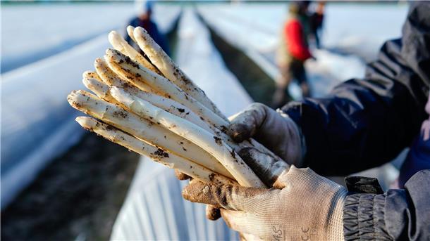 Das bleiche Gemüse ist wieder da: Diese Spargel-Mythen und Fakten müssen Sie kennen Die ersten Stangen Spargel sind in dieser Saison längst gestochen.