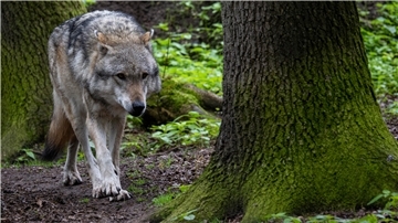 Ein Wolf