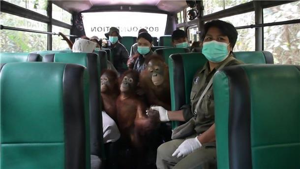 Orang-Utans fahren Bus Die Fahrt ins neue Schutzzentrum ist aufregend.