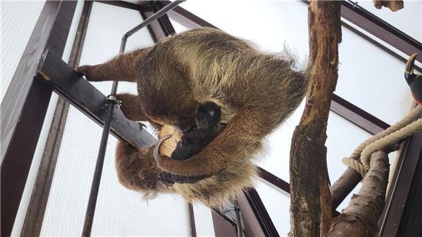 Die Faultier-Mutter Elisa ist mit ihrem Baby, das noch keinen Namen hat, im Weltvogelpark Walsrode zu sehen.