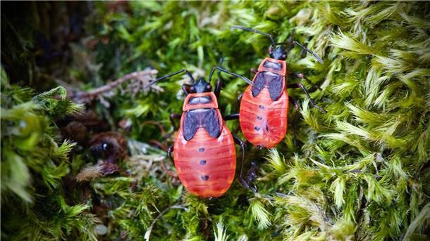 Mitmachaktion „Insektensommer“ - Feuerwanze im Fokus Die Feuerwanze lebt meist am Boden und ist ungefährlich. Die schwarz-roten Tiere treten zumeist in Gruppen auf und kündigen den Frühling an.